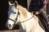 FERME EQUESTRE LES BALZANES